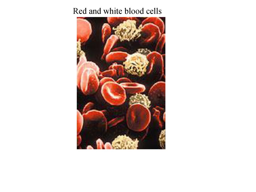 Red and white blood cells