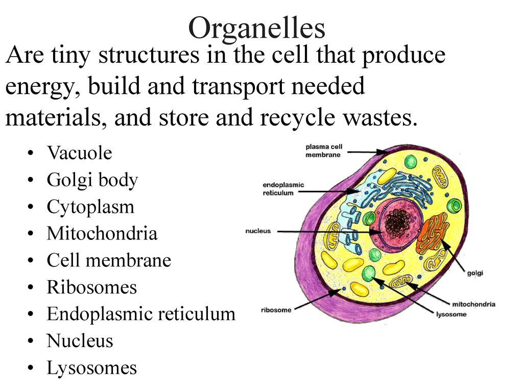 Organelles Are tiny structures in the cell that produce energy, build and transport needed materials, and store and recycle wastes.