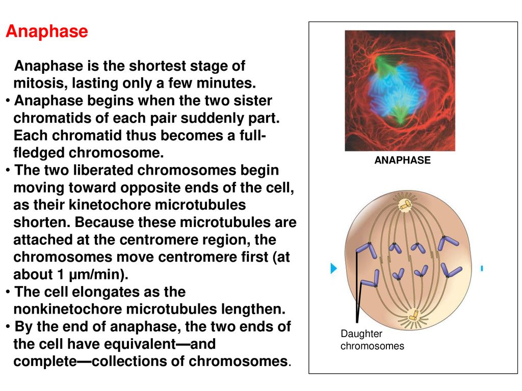 Introduction The continuity of life from one cell to another is based ... Biology Diagrams