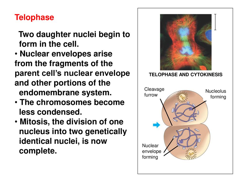 Introduction The continuity of life from one cell to another is based ... Biology Diagrams