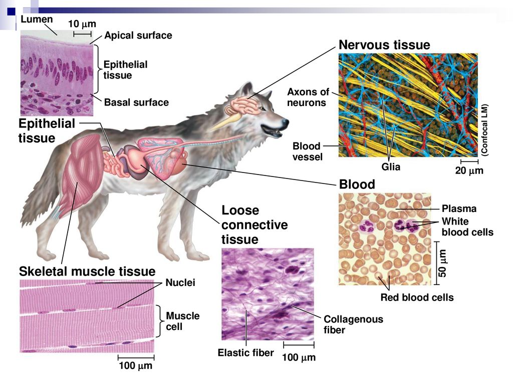 Animal Tissues and Organ Systems - ppt download