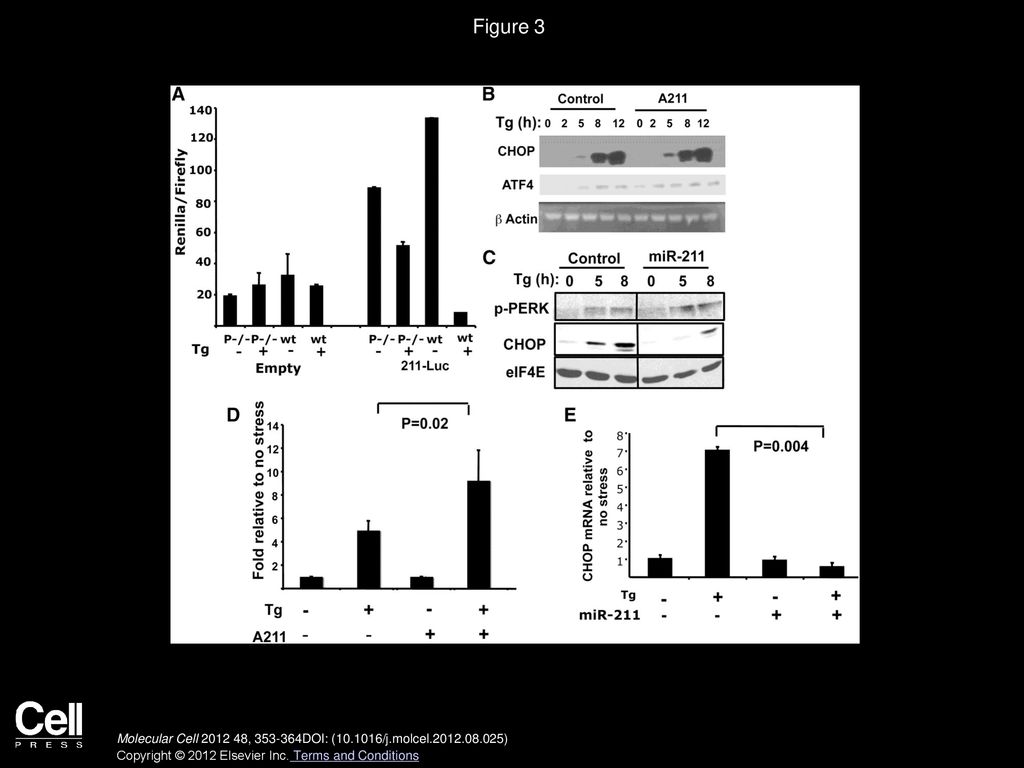 Figure 3 MiR-211 Regulates Stress-Dependent CHOP Expression