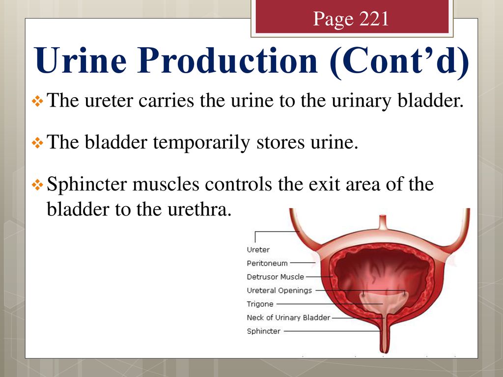 Chapter 7 Objectives Name essential organs of the urinary system and ...