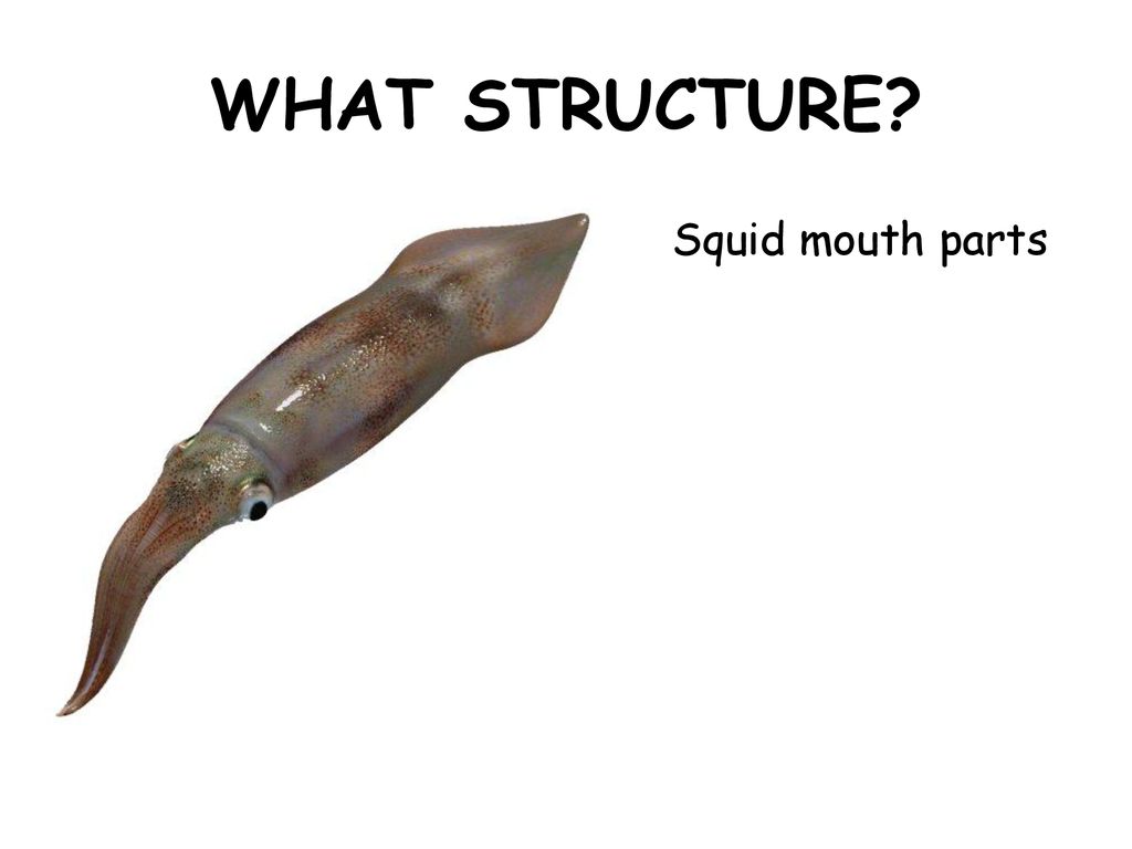 WHAT STRUCTURE Squid mouth parts