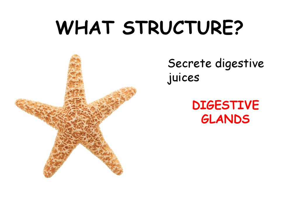 WHAT STRUCTURE Secrete digestive juices DIGESTIVE GLANDS