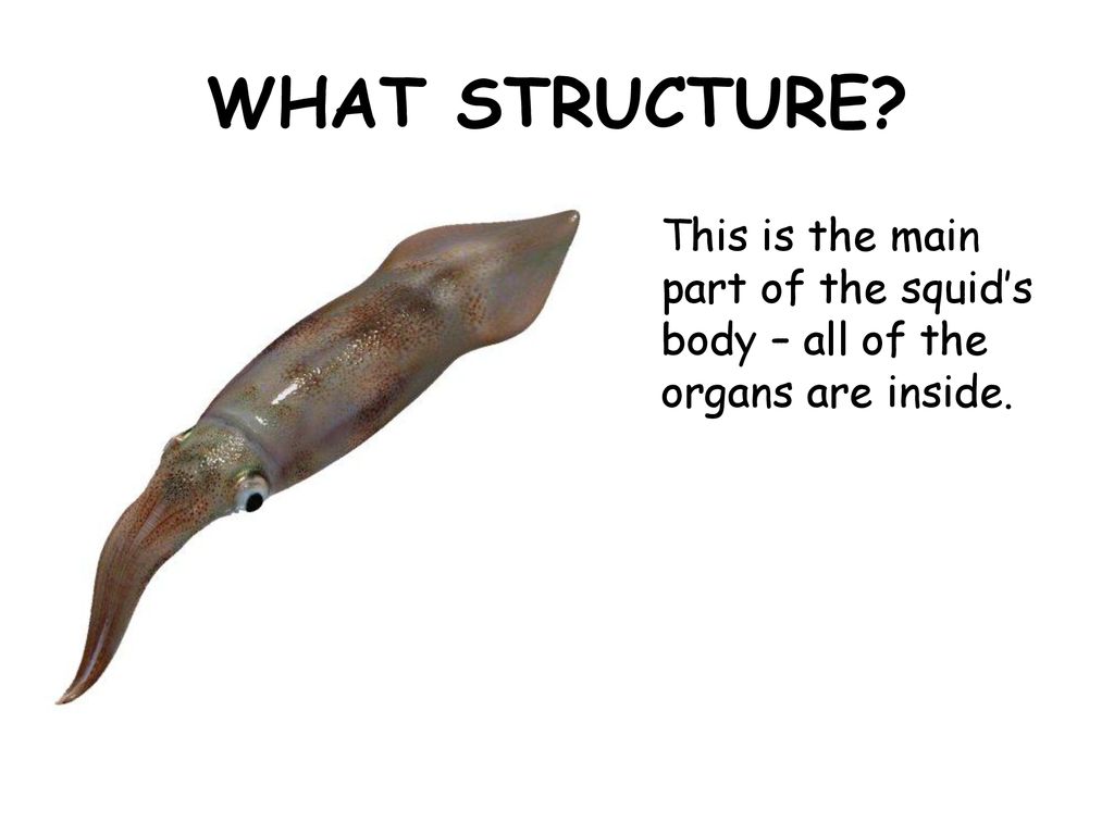WHAT STRUCTURE This is the main part of the squid’s body – all of the organs are inside.