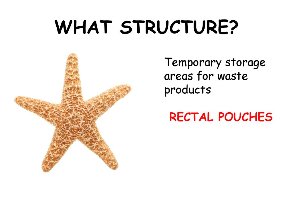 WHAT STRUCTURE Temporary storage areas for waste products
