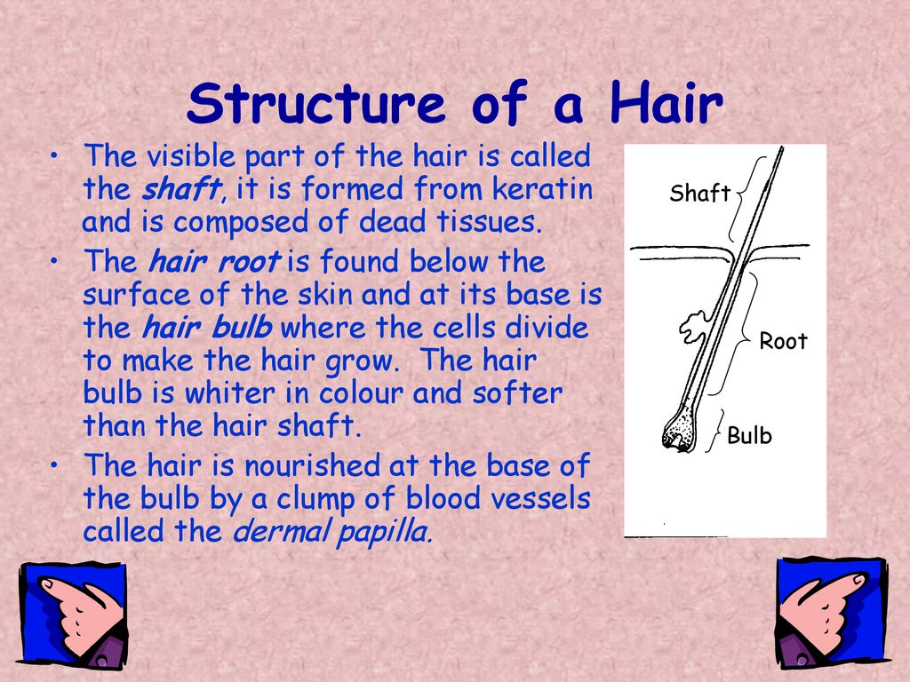 Beauty, Hair and Holistic Therapies - ppt download