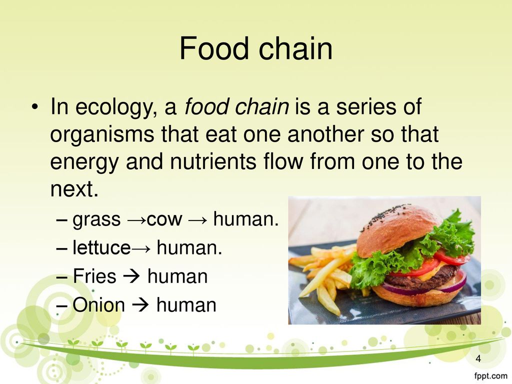 Ecology and Environmental Biology Biology Diagrams