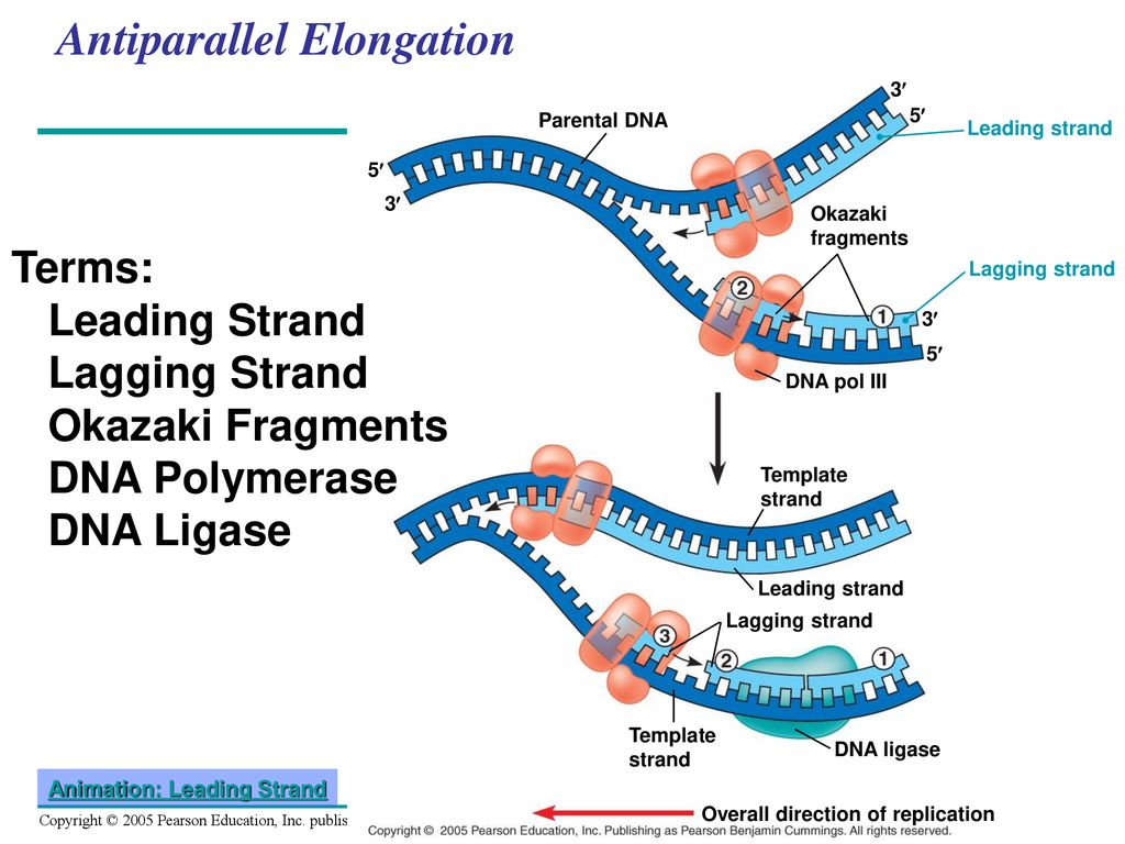 The Molecular Basis of Inheritance - ppt download