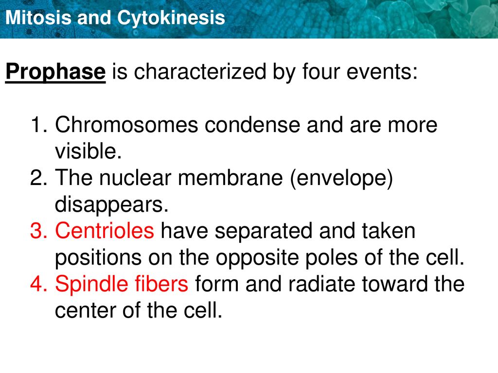 New Terms: sister chromatids, centromere and homologous chromosomes ... Biology Diagrams