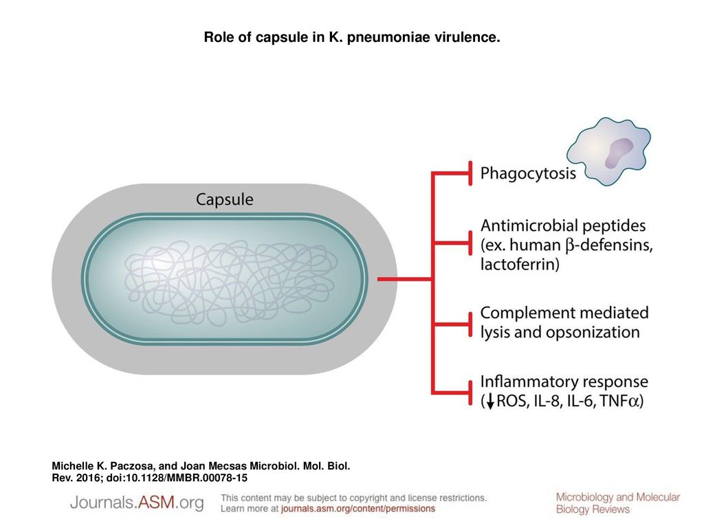 Klebsiella pneumoniae презентация