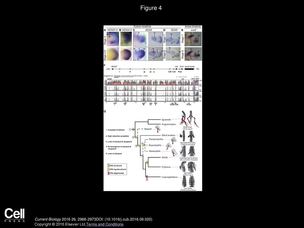 Francisca Leal, Martin J. Cohn Current Biology - ppt download