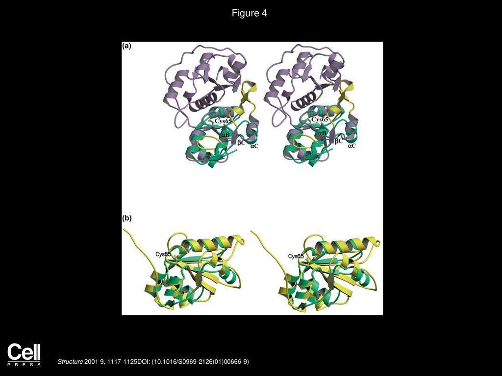 Figure 4 Structural Comparisons between GlpE, RhdA, and Cdc25A Phosphatase.