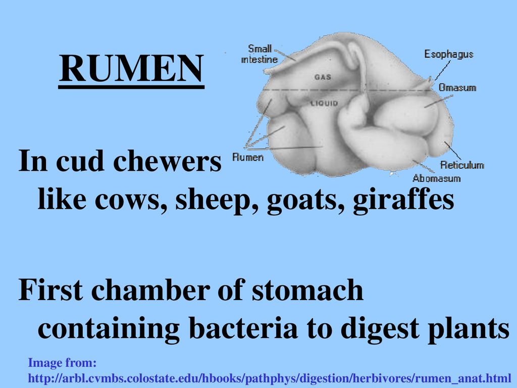 RUMEN In cud chewers like cows, sheep, goats, giraffes