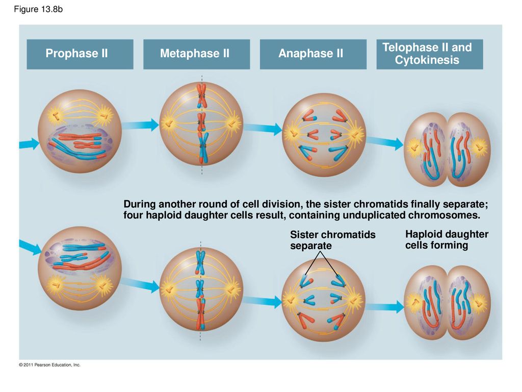 Meiosis and Sexual Life Cycles - ppt download