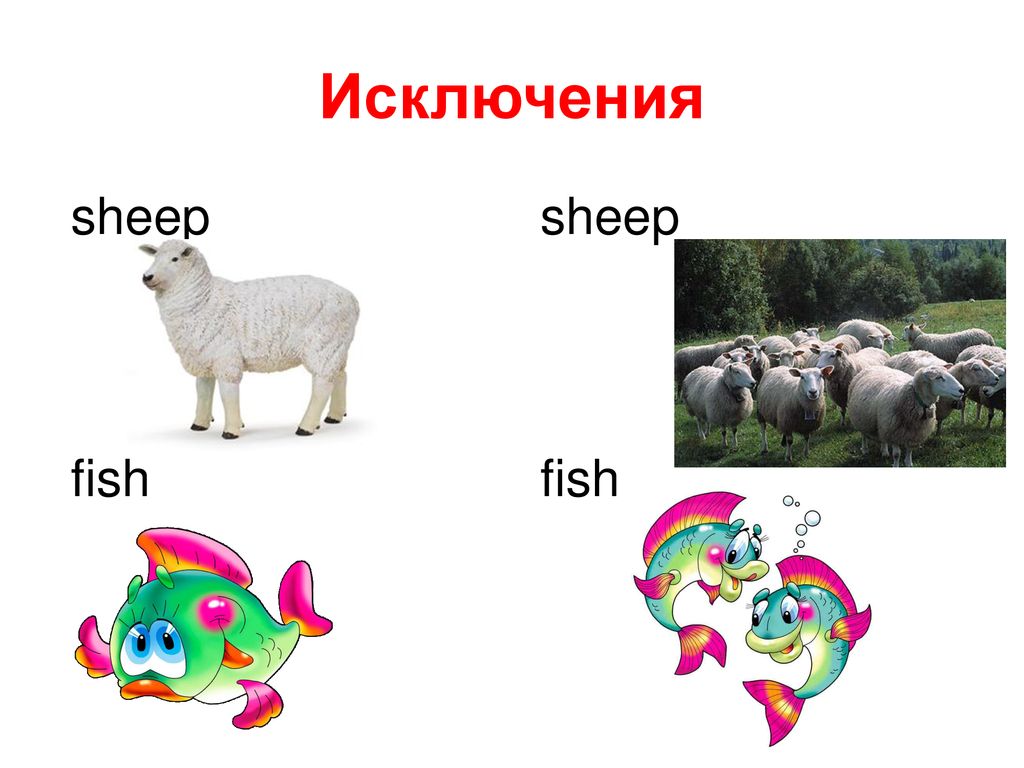 Sheep множественное число. Sheep во множественном числе на английском. Sheep множественное число в английском языке. Shepp множественное число в английском.