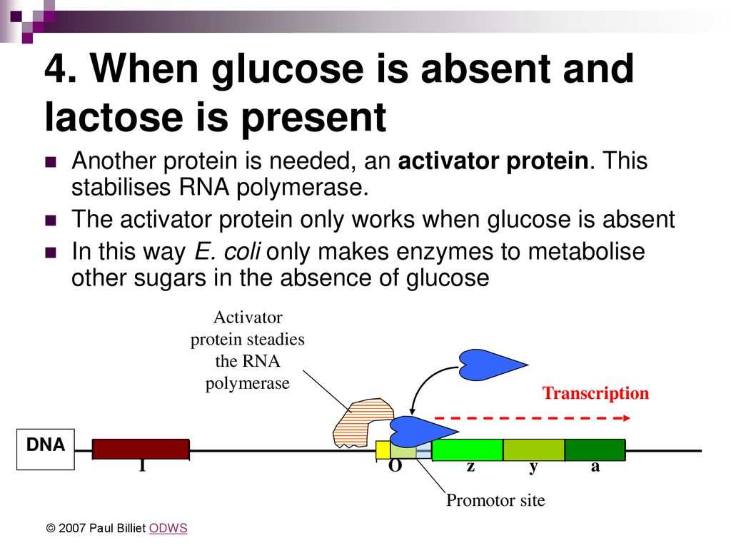 THE lac OPERON © 2007 Paul Billiet ODWS. - ppt download