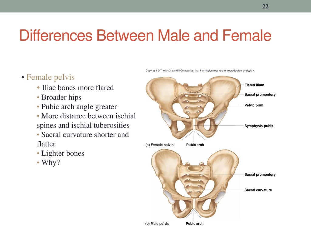 ventral arc pelvis