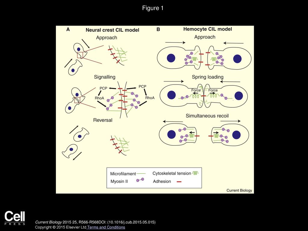 Cell Migration: Recoiling from an Embrace Biology Diagrams