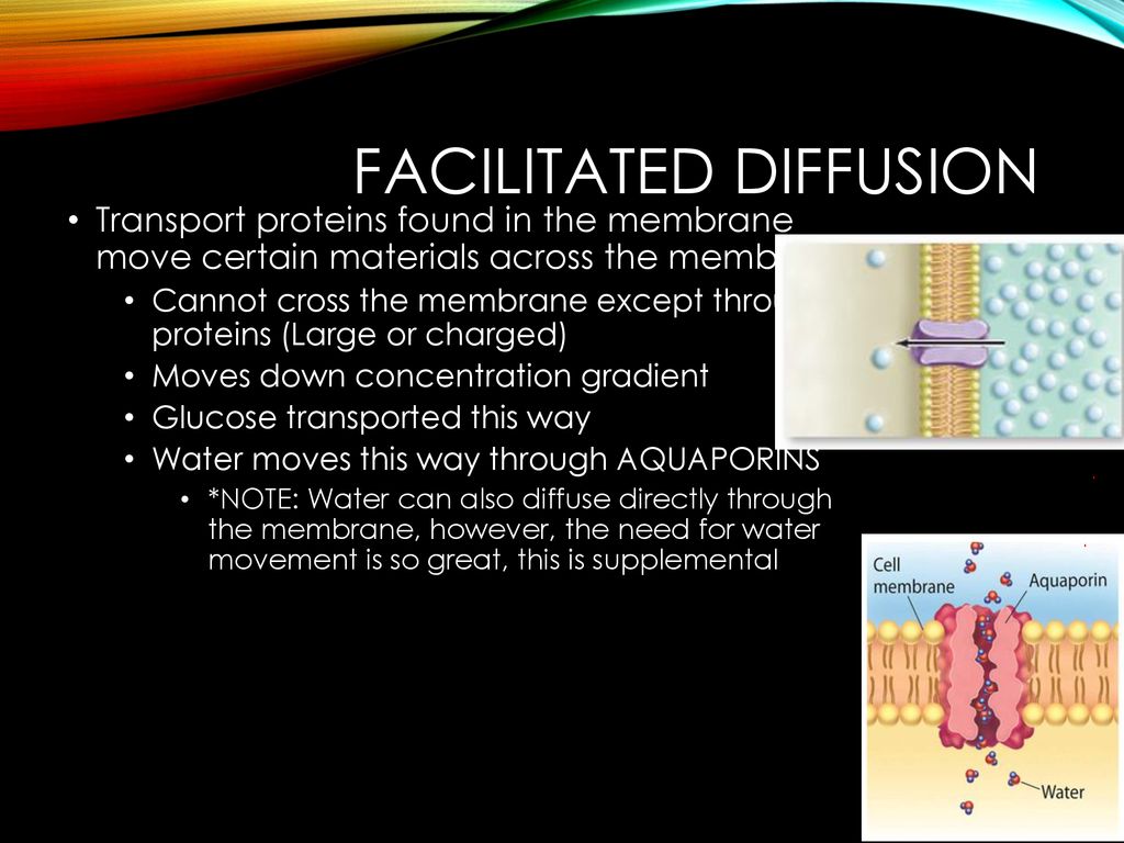 Unit 4 - Cell transport. - ppt download