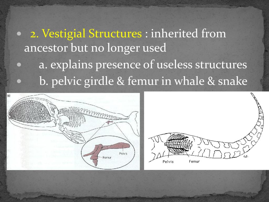 2. Vestigial Structures : inherited from ancestor but no longer used