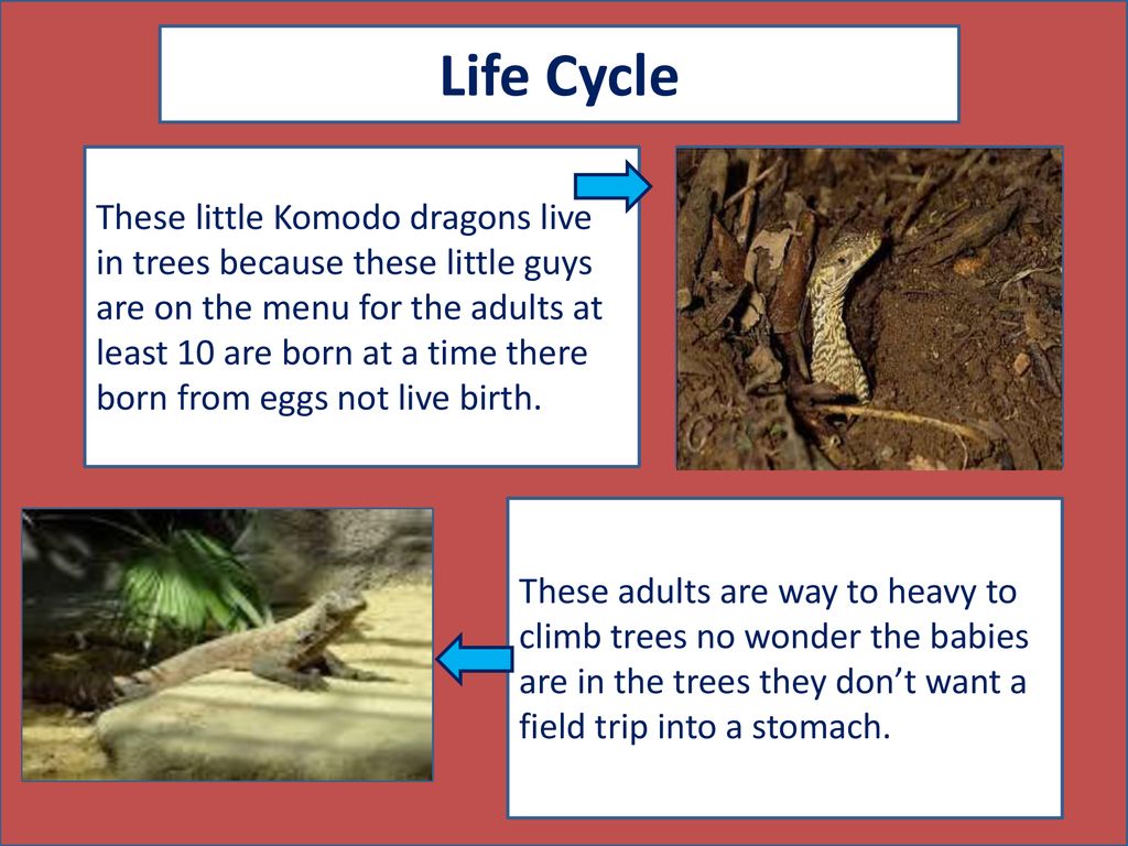 Komodo dragon By: Odin Apsey - ppt download
