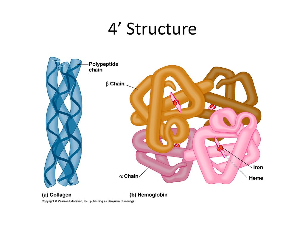 Полипептид рисунок. Четвертичная структура белка. Четвертичная структура белков. Третичная структура белков фибриллярные и глобулярные белки. Третичная структура белка глобула.