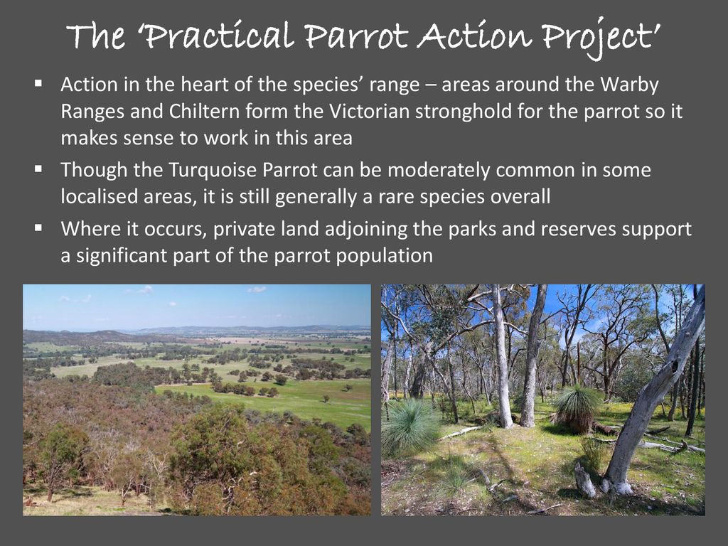 The ‘Practical Parrot Action Project’