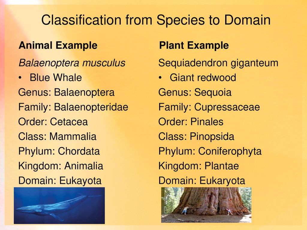 Classification of Biodiversity ppt download