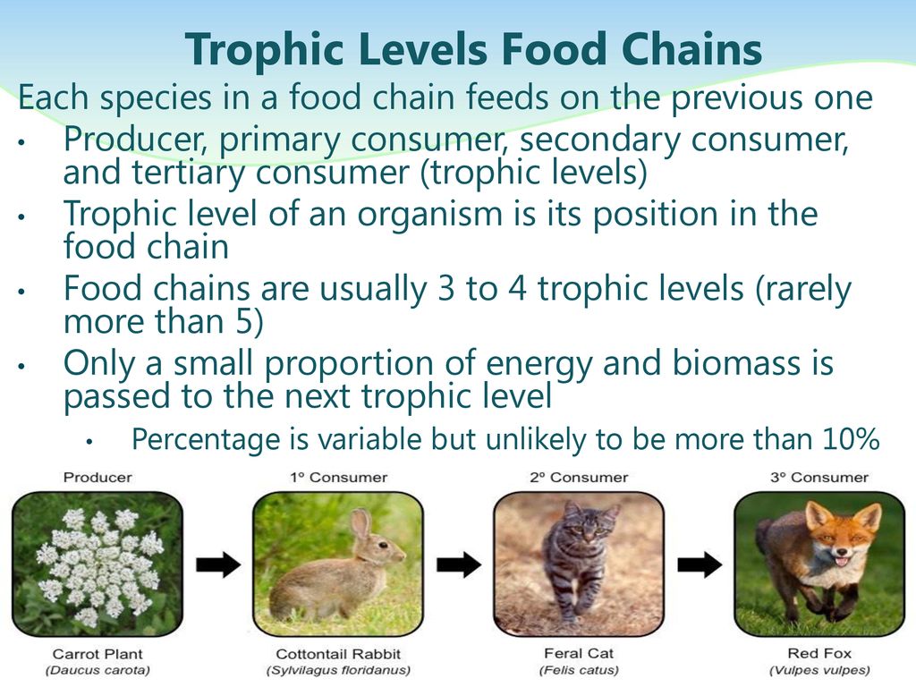 Ecology 4.1 – 4.2 Eric Molina. - Ppt Download