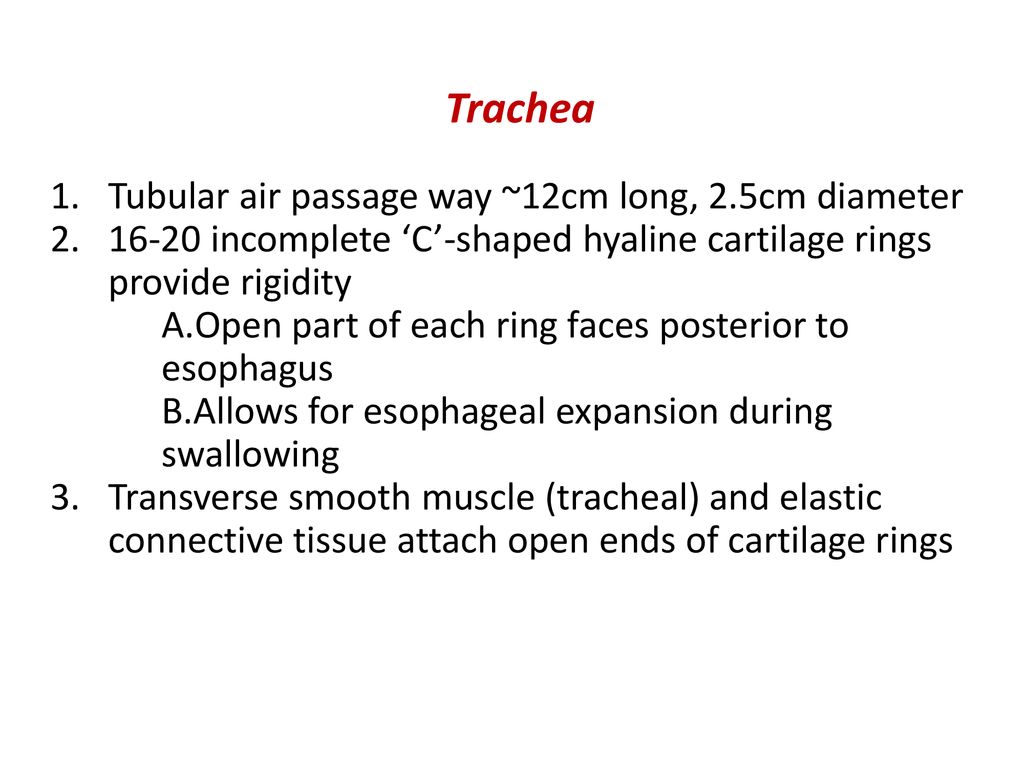 Anatomical And Physiological of respiratory system - ppt download