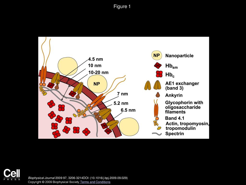 Schematic Illustration Of Erythrocyte Based Nanoparticles A The