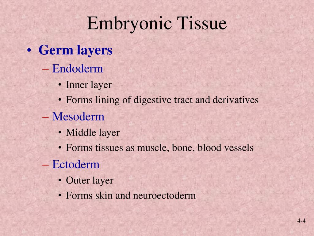 Anatomy and Physiology, Sixth Edition ppt download