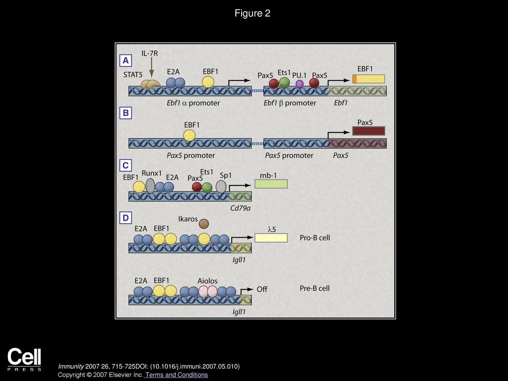 The transcriptional regulation of b cell lineage commitment ppt download