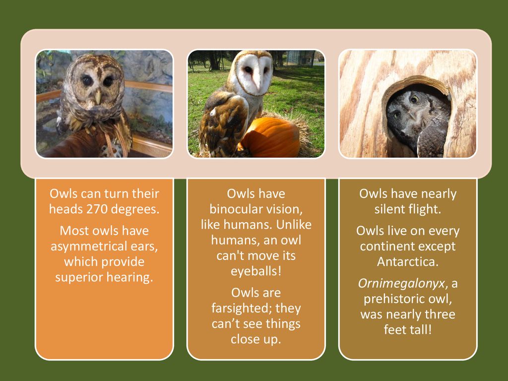 Owls can turn their heads 270 degrees. - ppt download