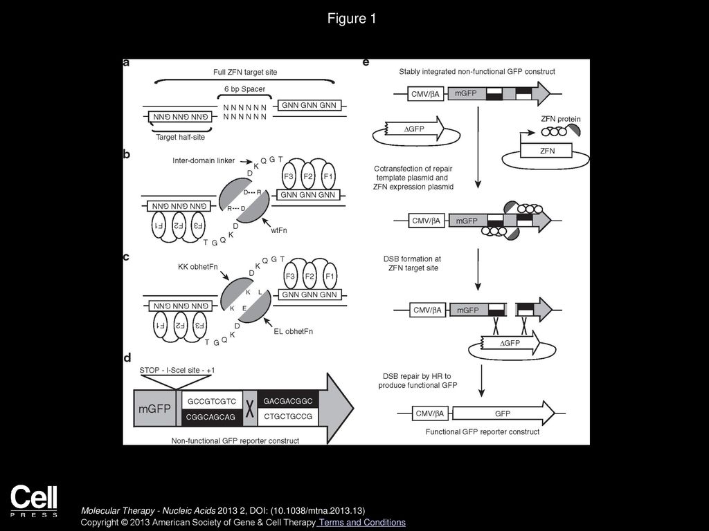 Molecular Therapy - Nucleic Acids - ppt download