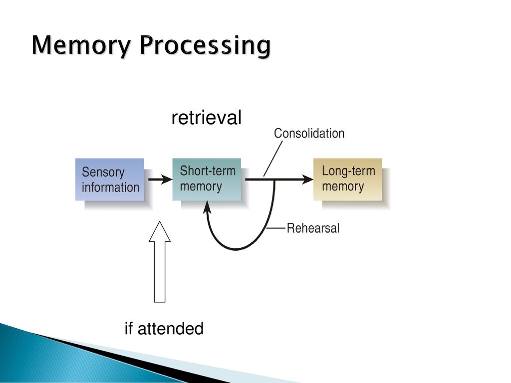 thinking about learning and memory - ppt download