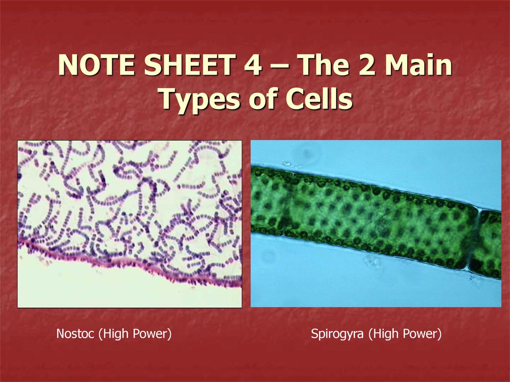 NOTE SHEET 4 The 2 Main Types Of Cells Ppt Download note-sheet-4-the-2-main-types-of-cells-ppt-download