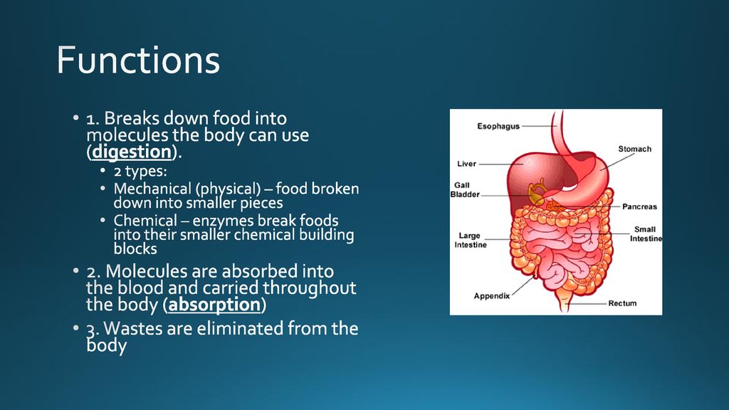 Notes On The Digestive System Ppt Download