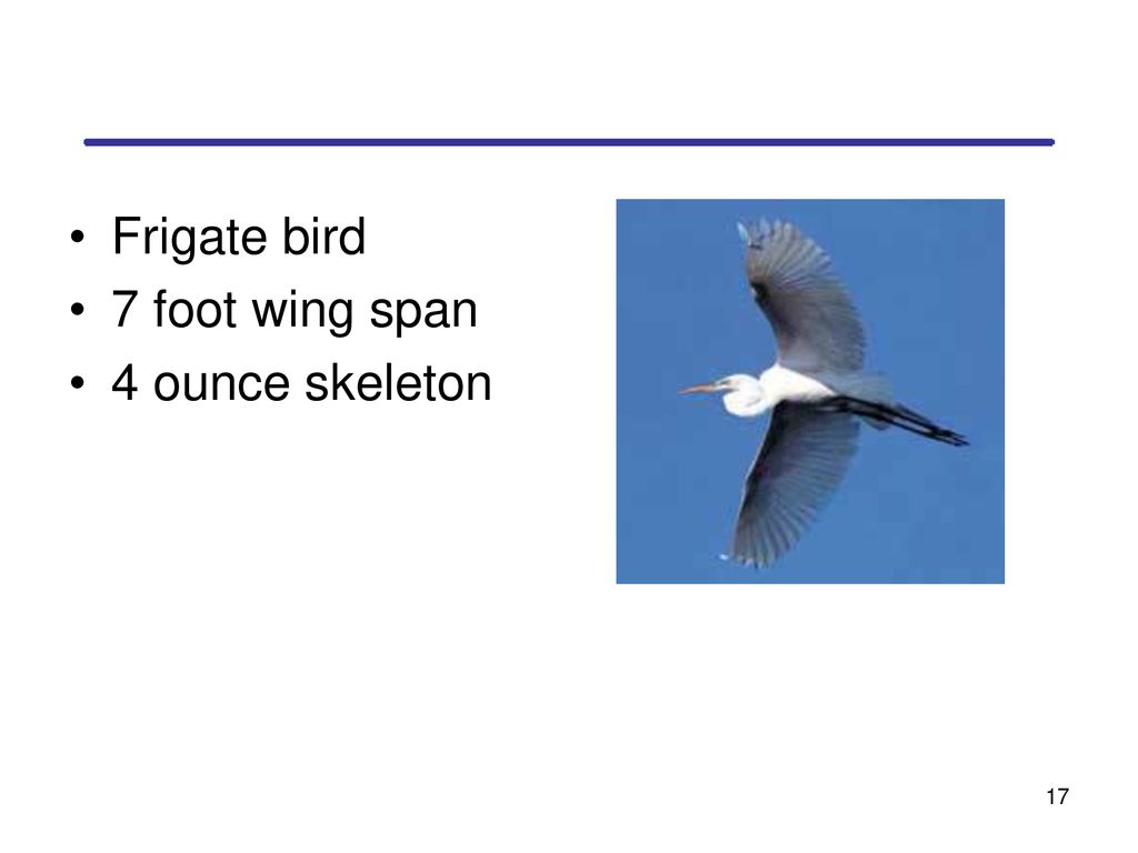 Class Aves ppt download