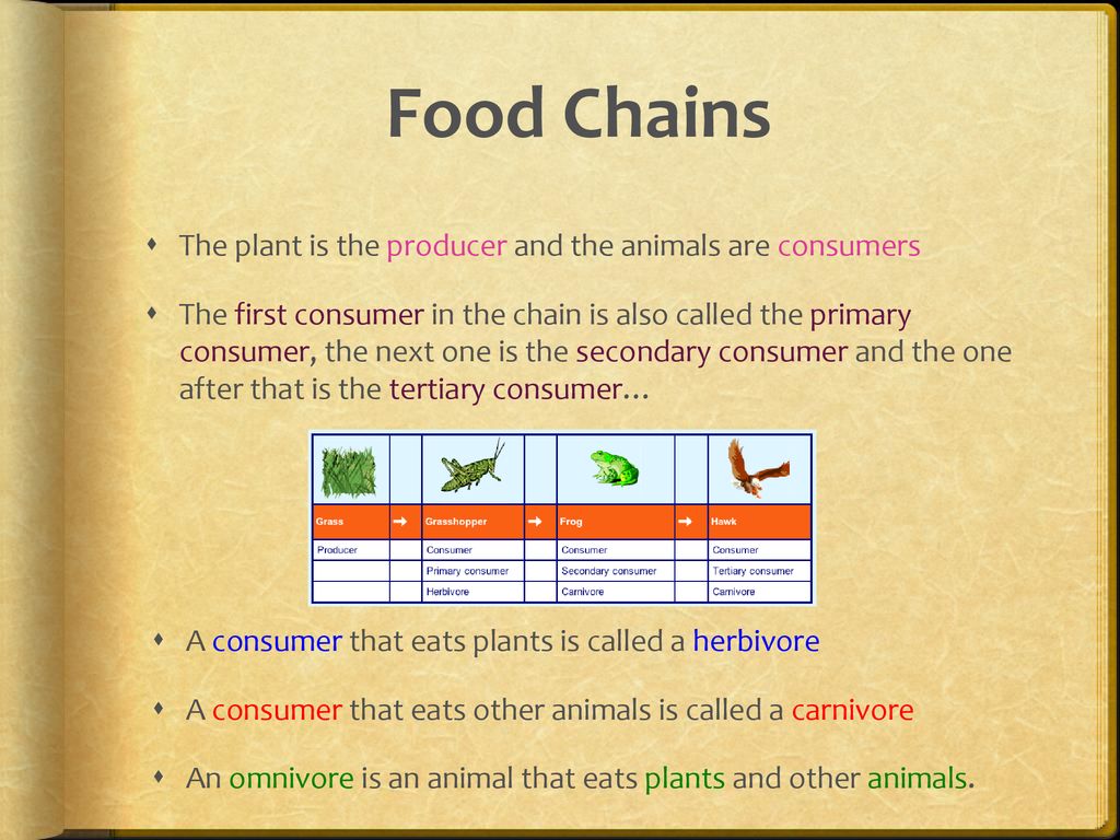 Producers & Consumers D. Crowley, ppt download Biology Diagrams