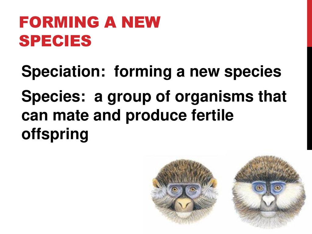 Forming a new species Speciation: forming a new species Species: a group of organisms that can mate and produce fertile offspring