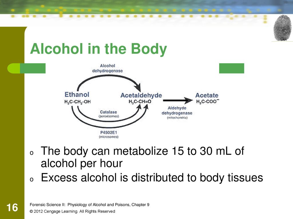 Alcohol in the Body The body can metabolize 15 to 30 mL of alcohol per hour. Excess alcohol is distributed to body tissues.