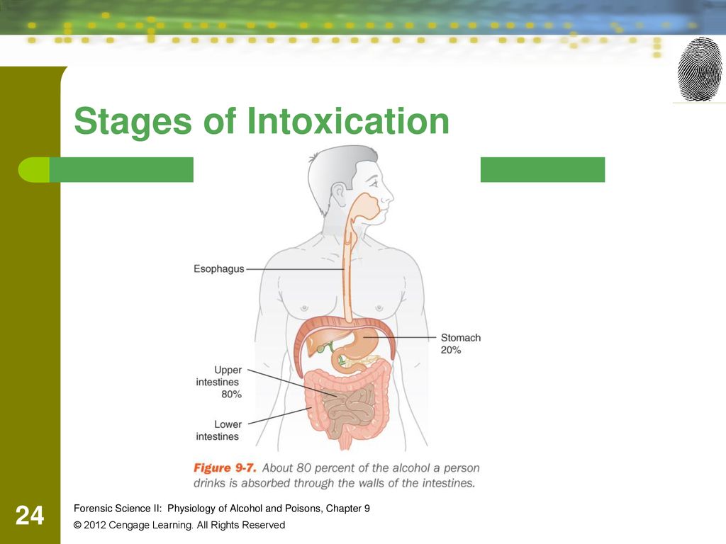 Stages of Intoxication