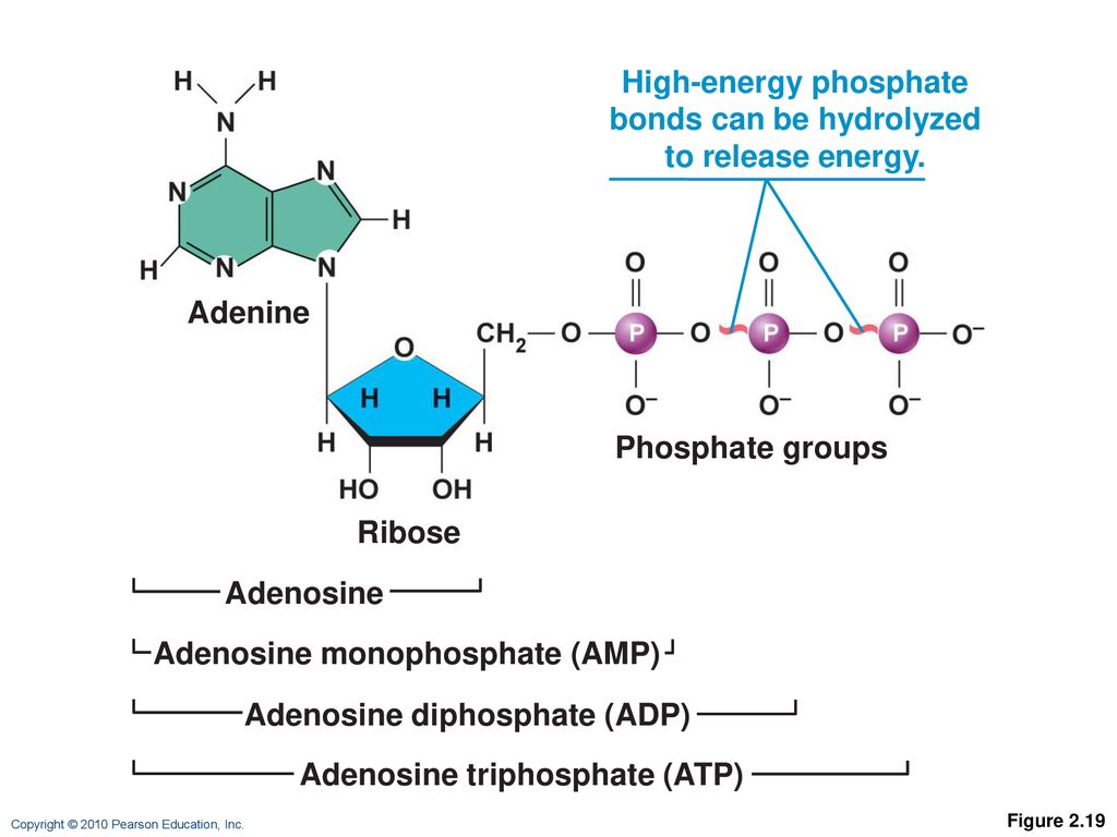 Аденин рибоза три. ATP adenosine triphosphate. Аденин и аденозин. Аденин фосфат. Аденозин структура.