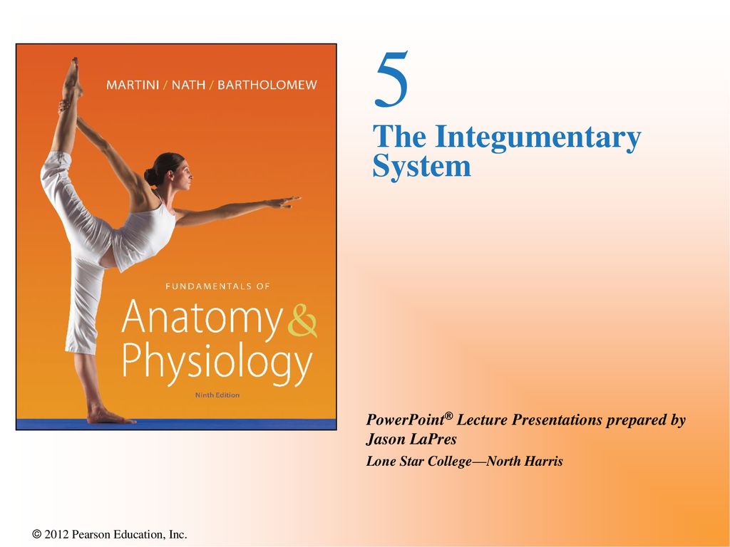 5 The Integumentary System. - ppt download