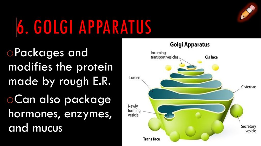 Cell Parts Worksheet Parts of a Cell: Biology Diagrams