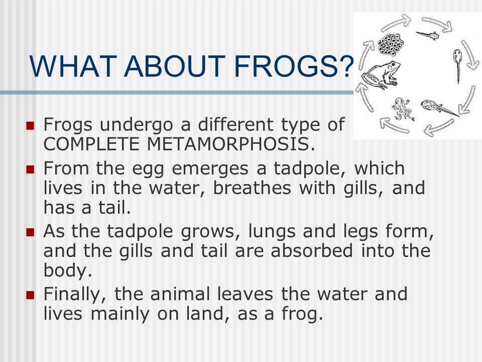 WHAT ABOUT FROGS Frogs undergo a different type of COMPLETE METAMORPHOSIS.