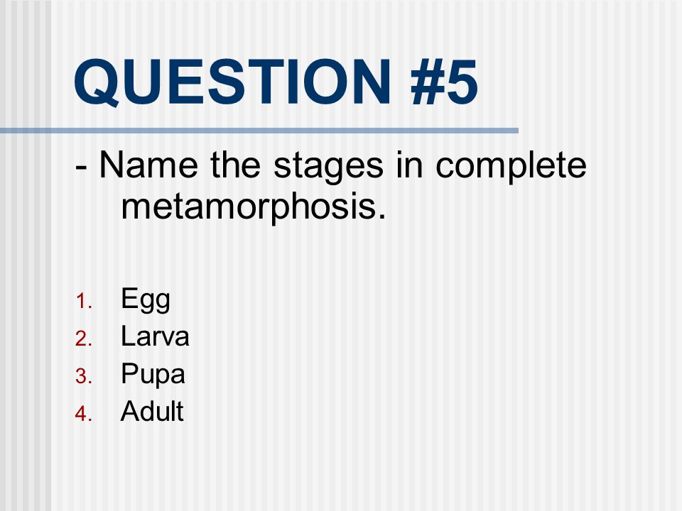 QUESTION #5 - Name the stages in complete metamorphosis. Egg Larva